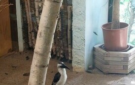 Zdjęcie WhatsApp 2024-07-17 o 11.57.16_dbea6ffb